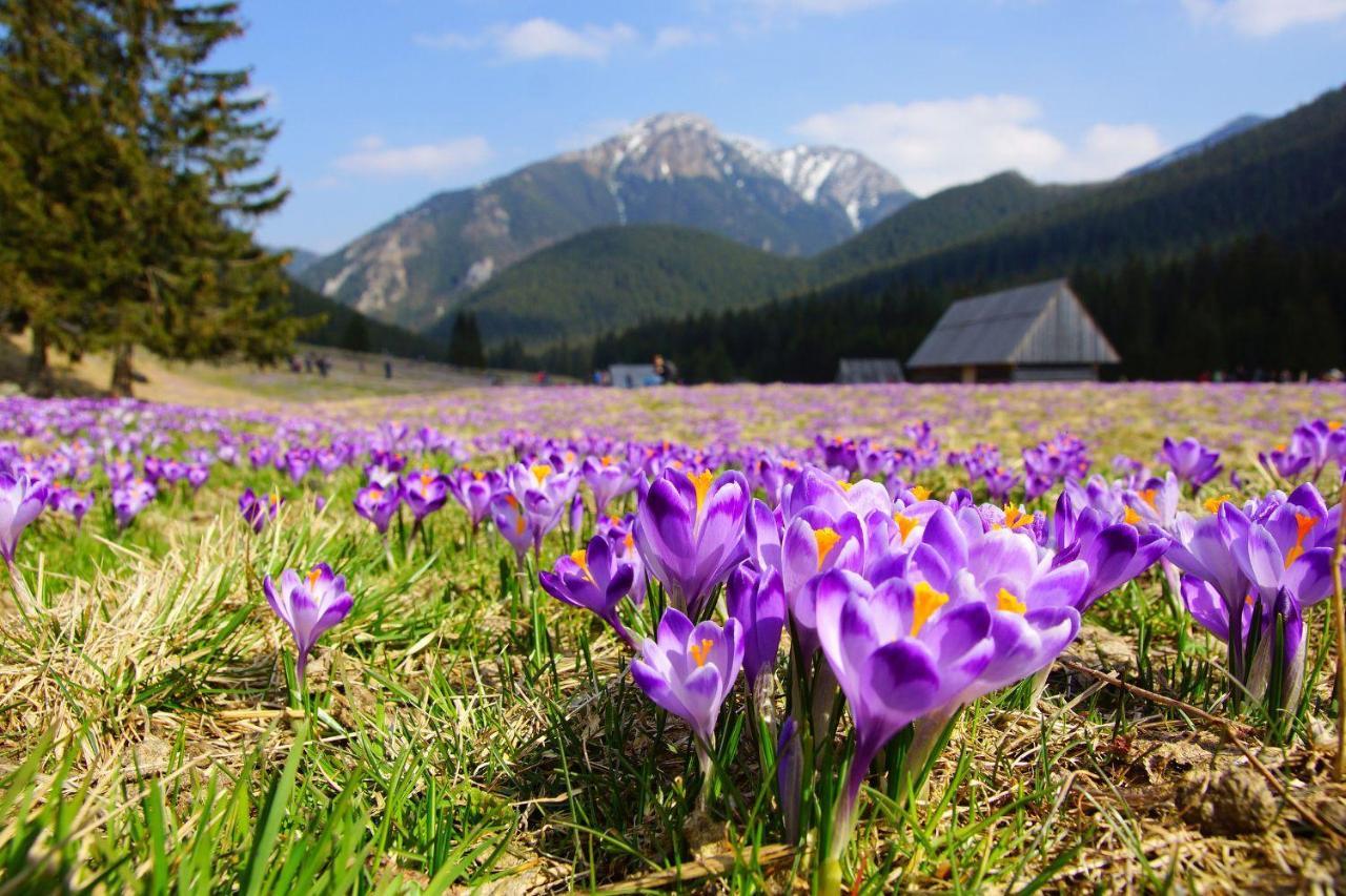 Hotel Helios 300M Od Krupowek Nowy Basen Od 12 Lipca Zakopane Zewnętrze zdjęcie